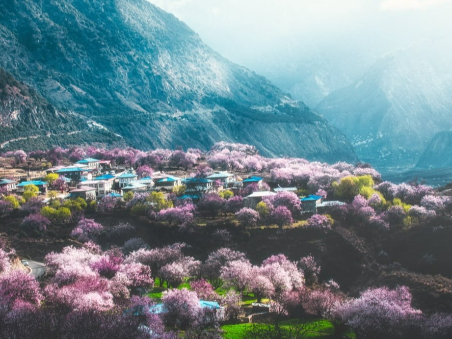 林芝桃花